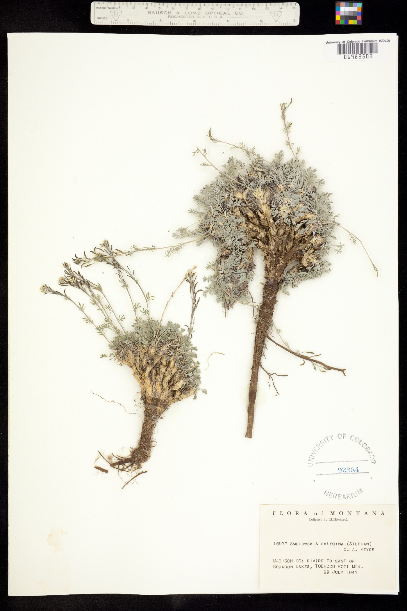 Smelowskia calycina image