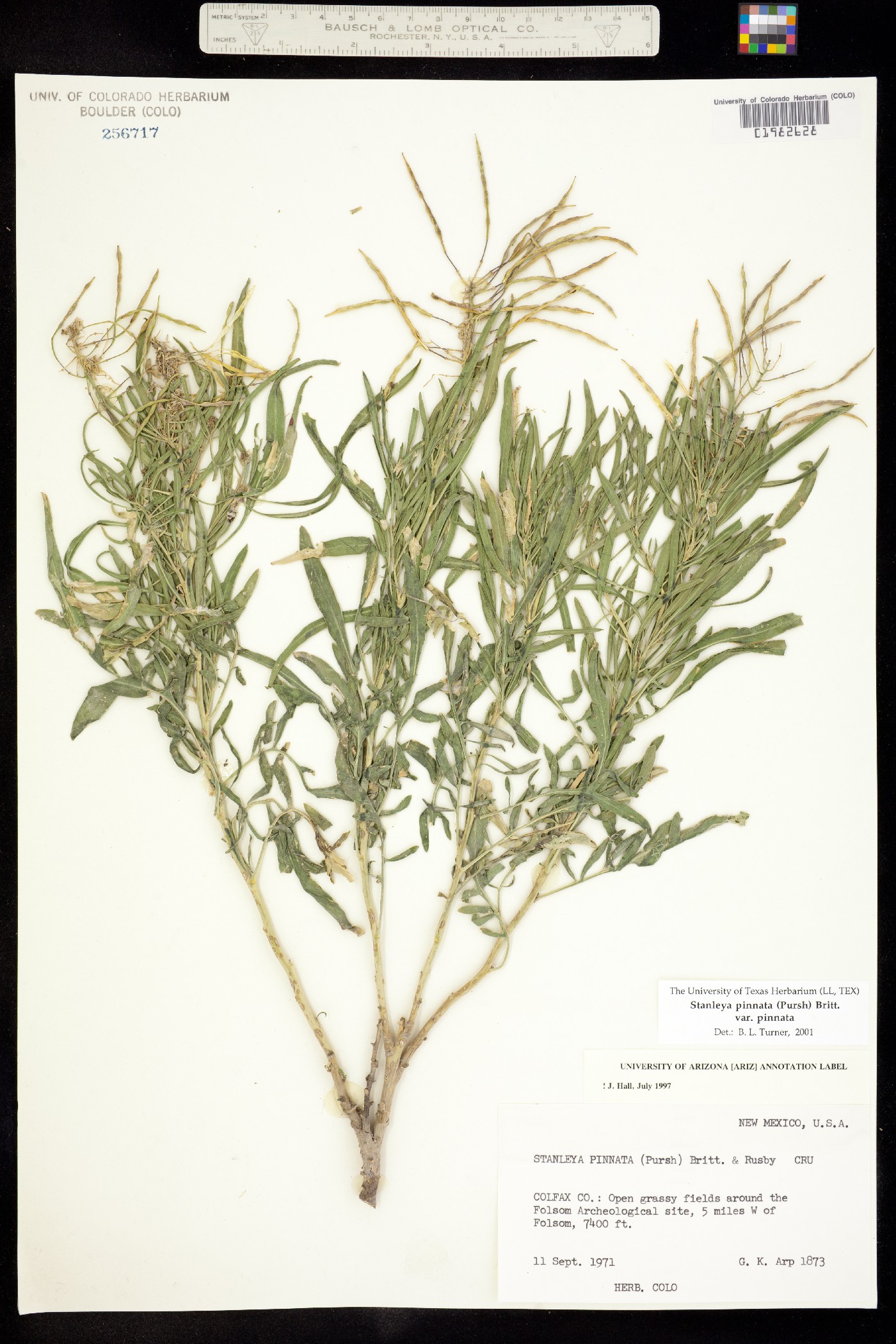 Stanleya pinnata var. pinnata image