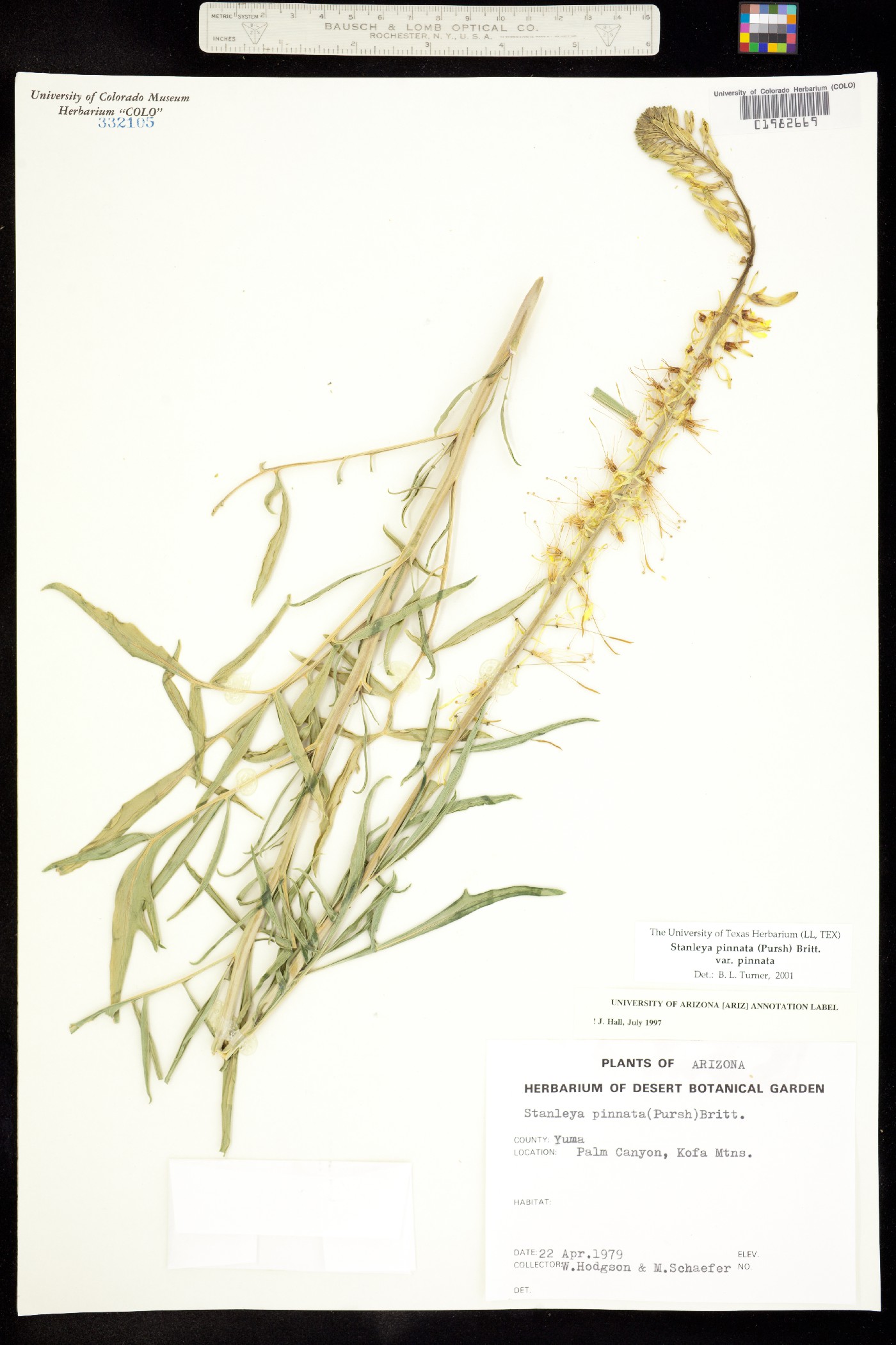 Stanleya pinnata image