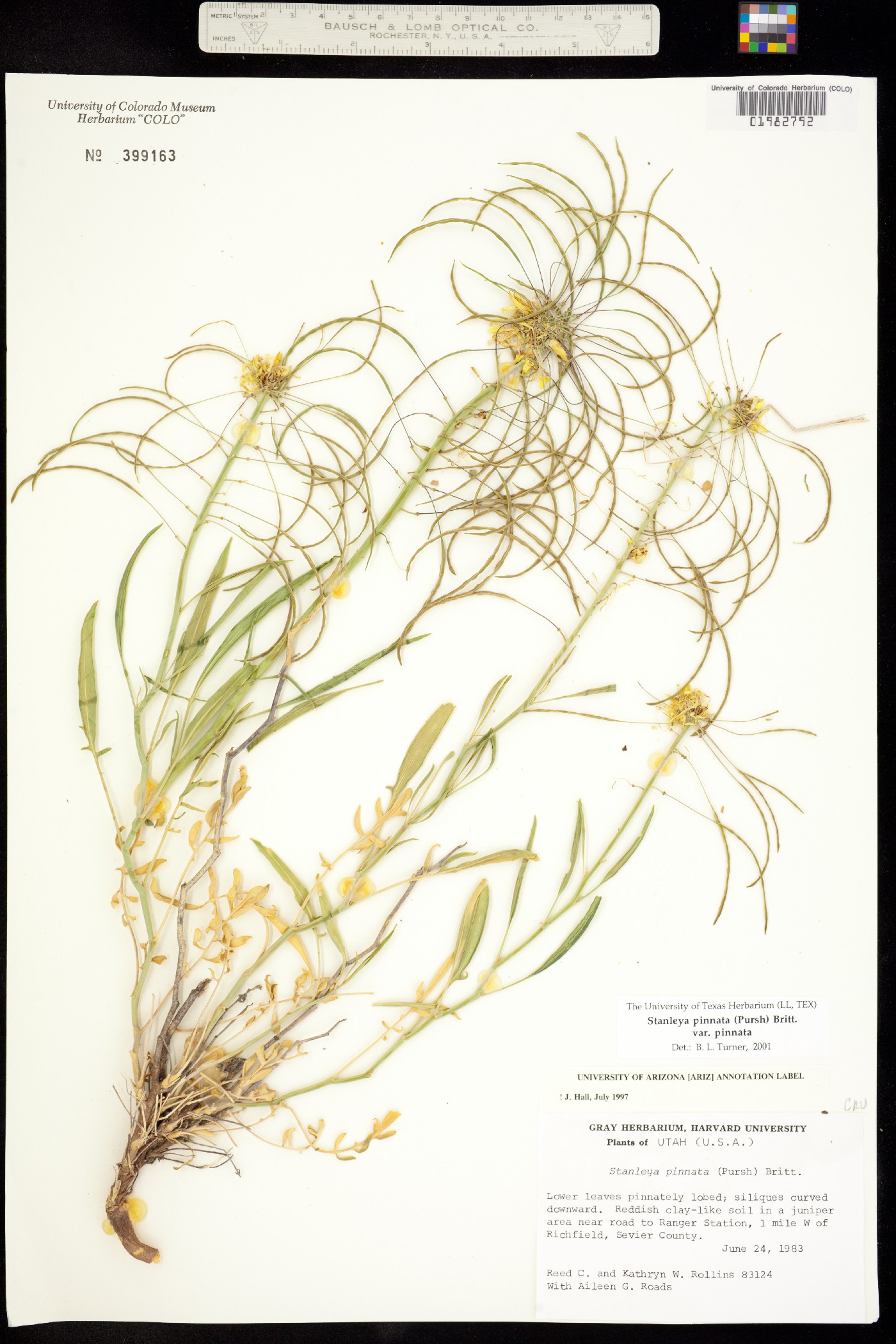 Stanleya pinnata var. pinnata image