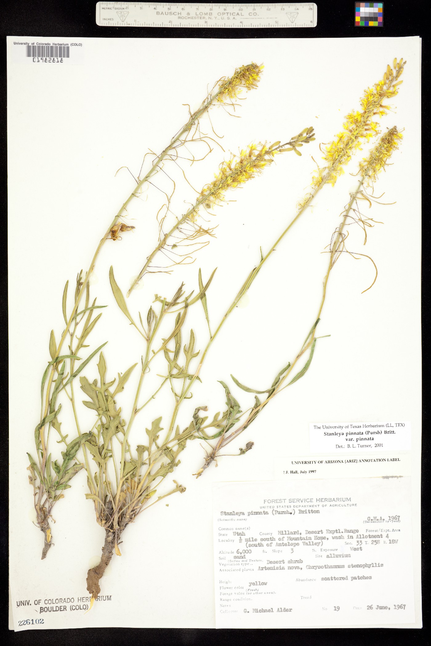 Stanleya pinnata var. pinnata image