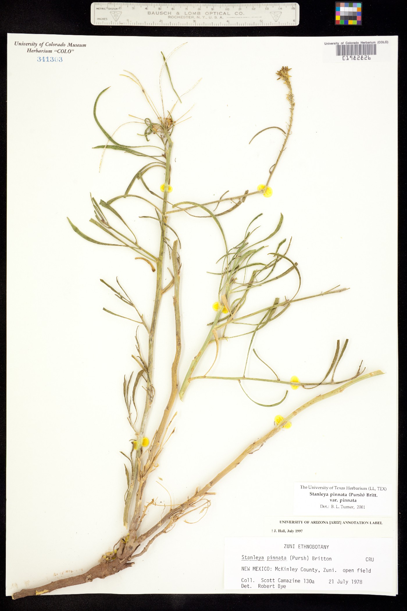 Stanleya pinnata var. pinnata image