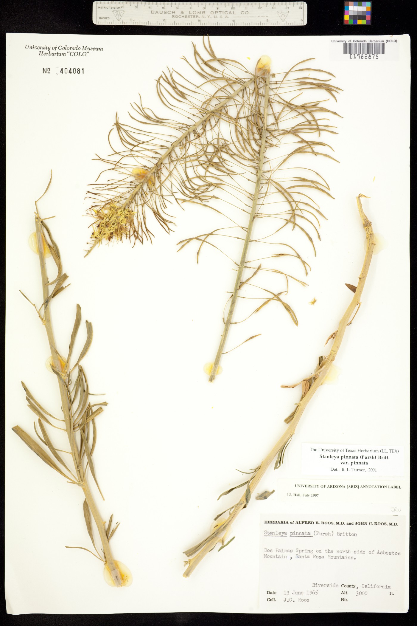 Stanleya pinnata var. pinnata image