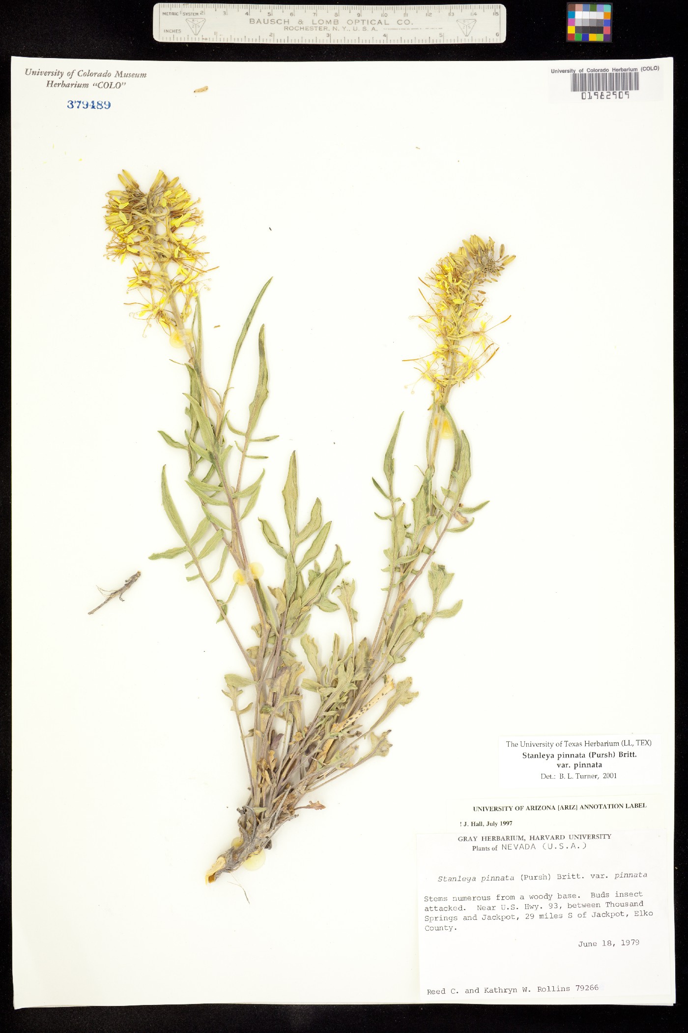 Stanleya pinnata var. pinnata image