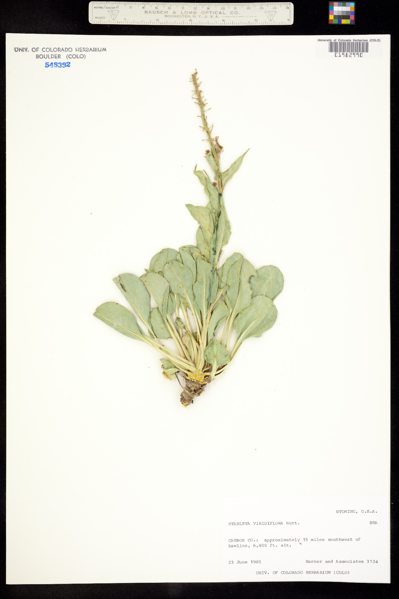 Stanleya viridiflora image