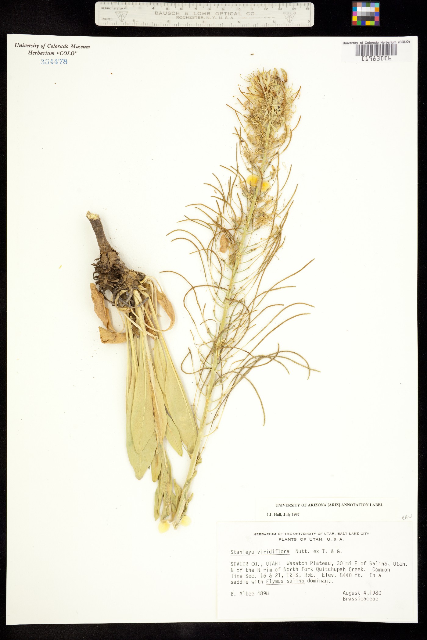 Stanleya viridiflora image