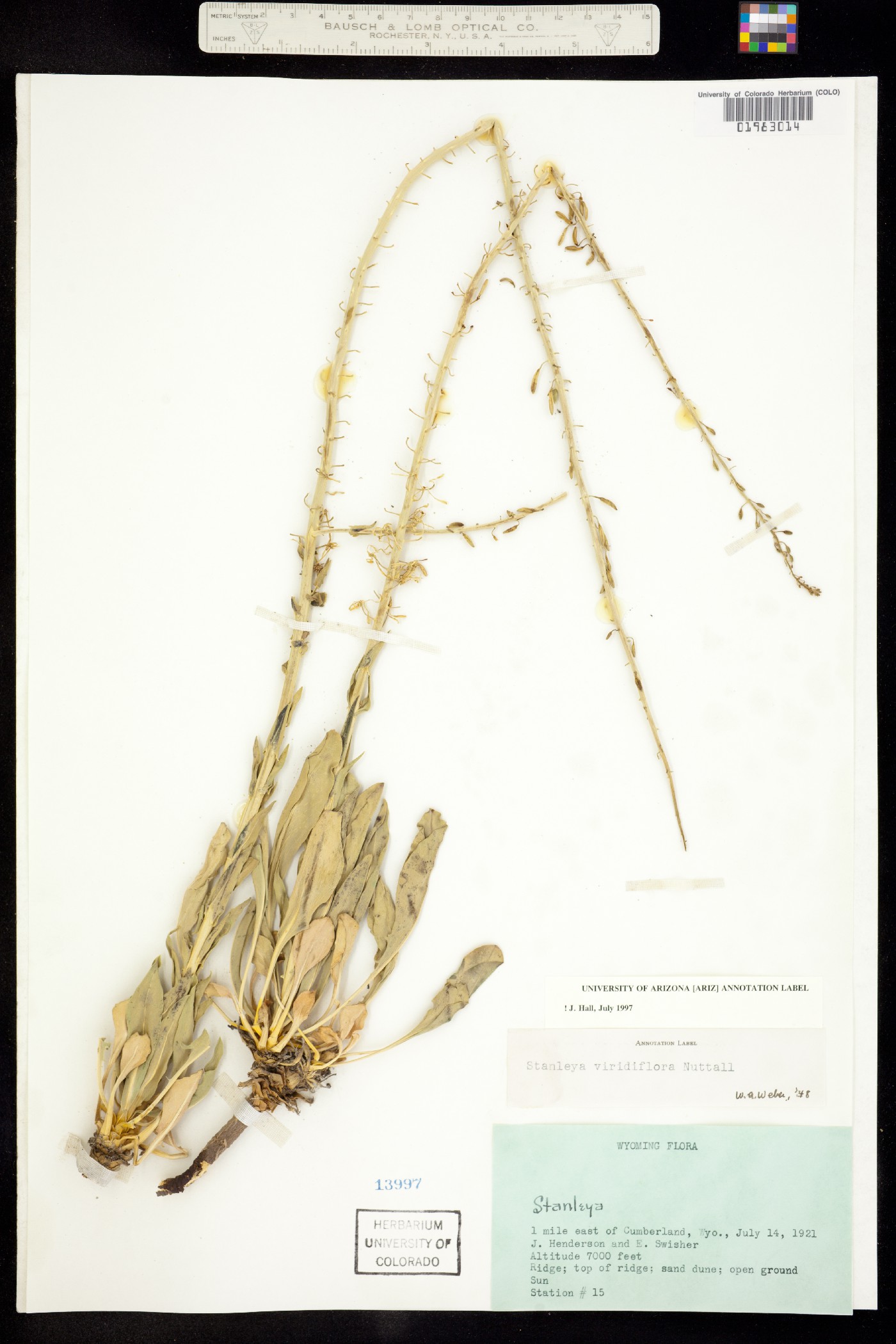 Stanleya viridiflora image