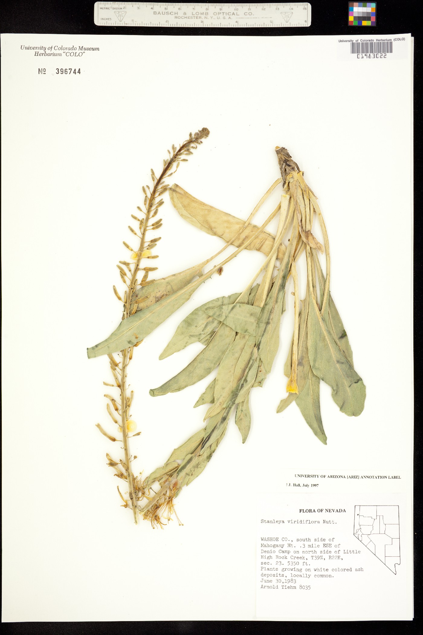 Stanleya viridiflora image