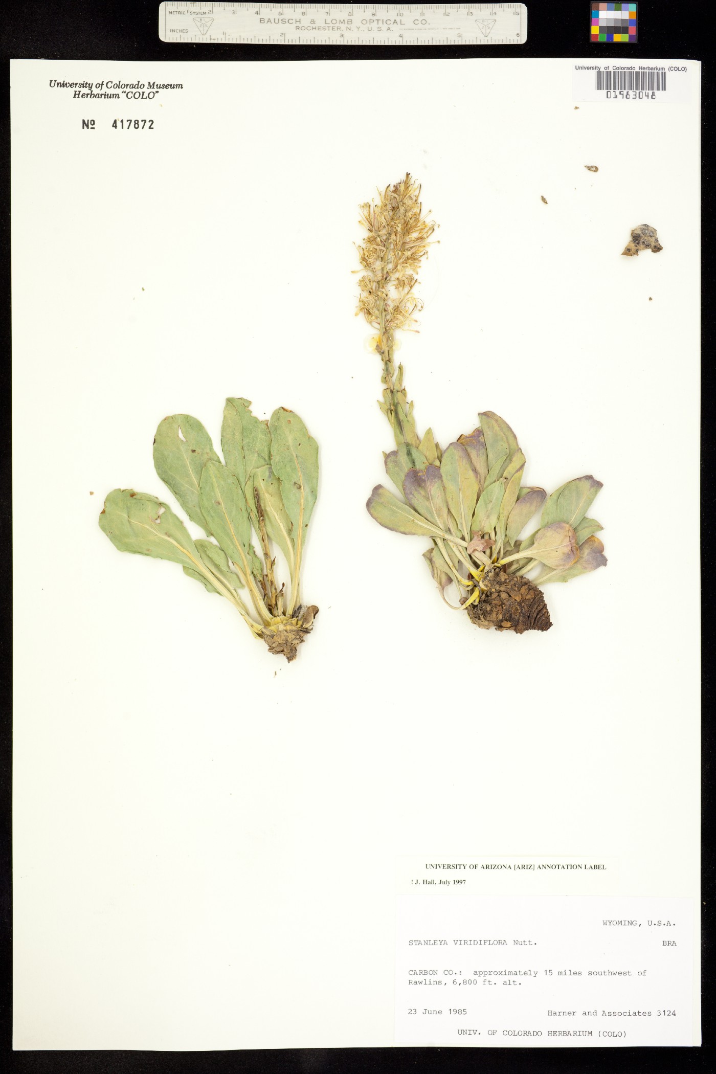 Stanleya viridiflora image