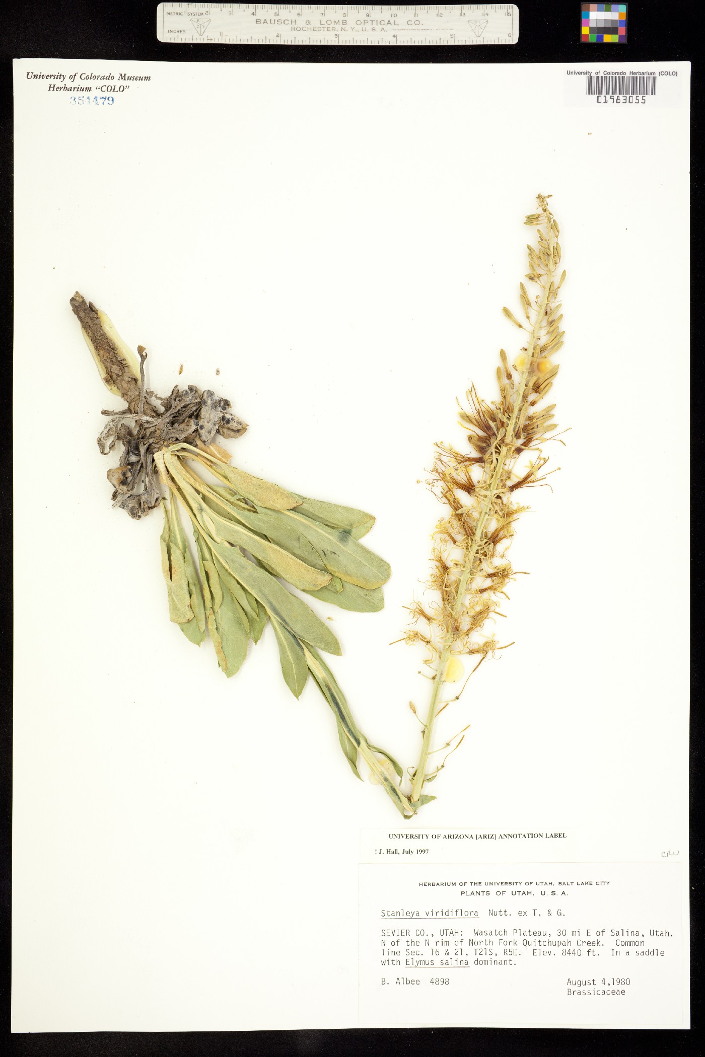 Stanleya viridiflora image