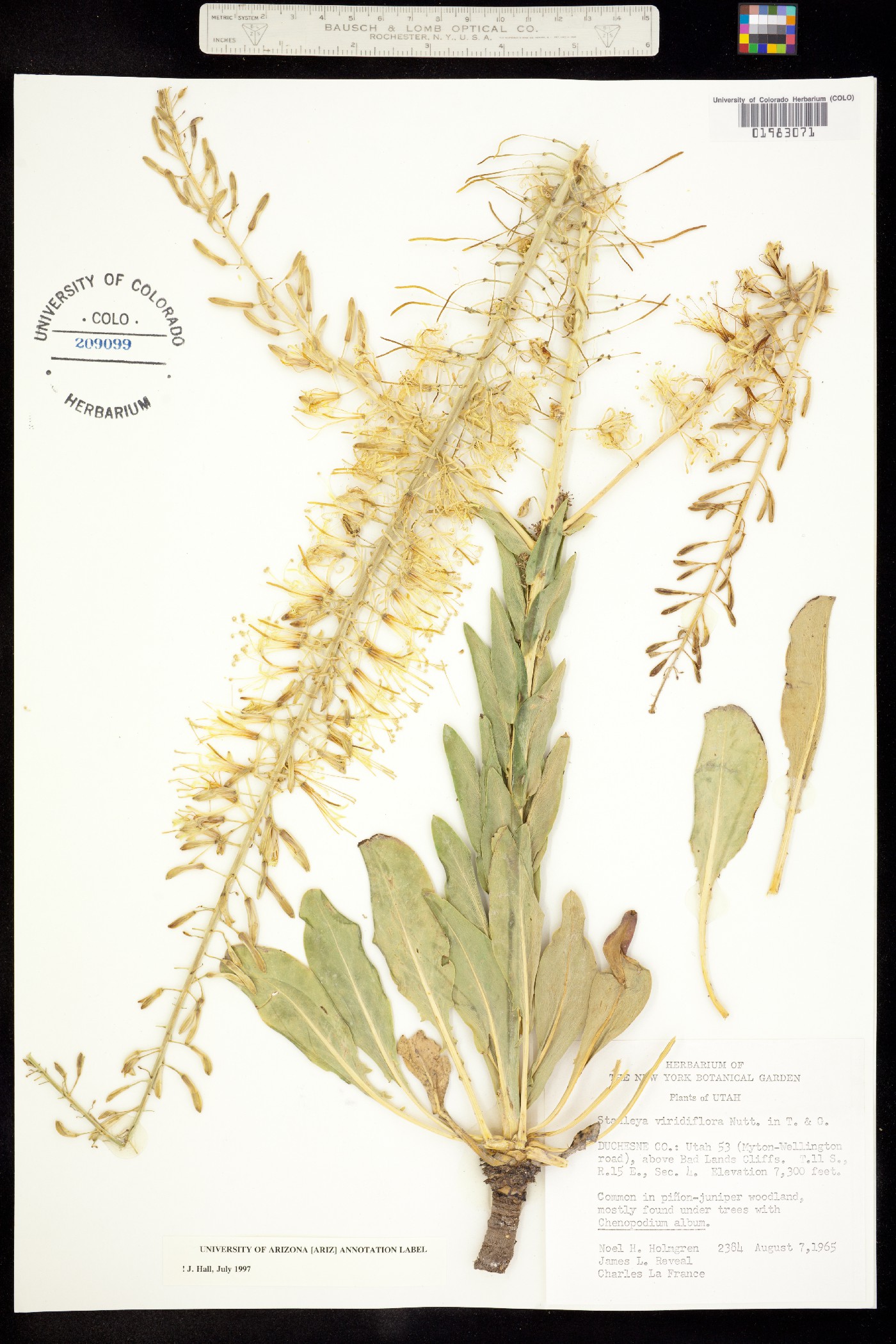 Stanleya viridiflora image