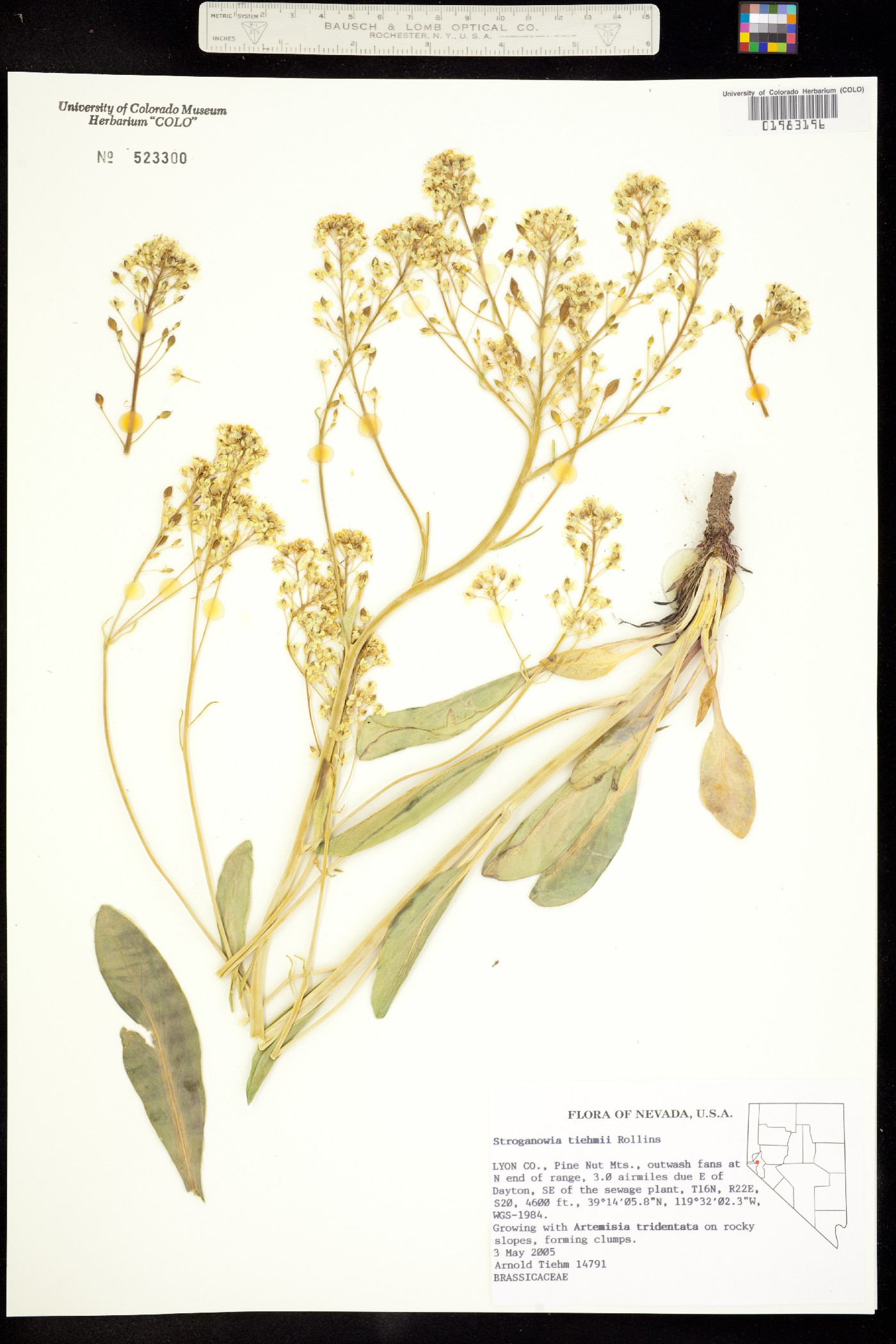 Lepidium tiehmii image