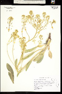 Image of Lepidium tiehmii