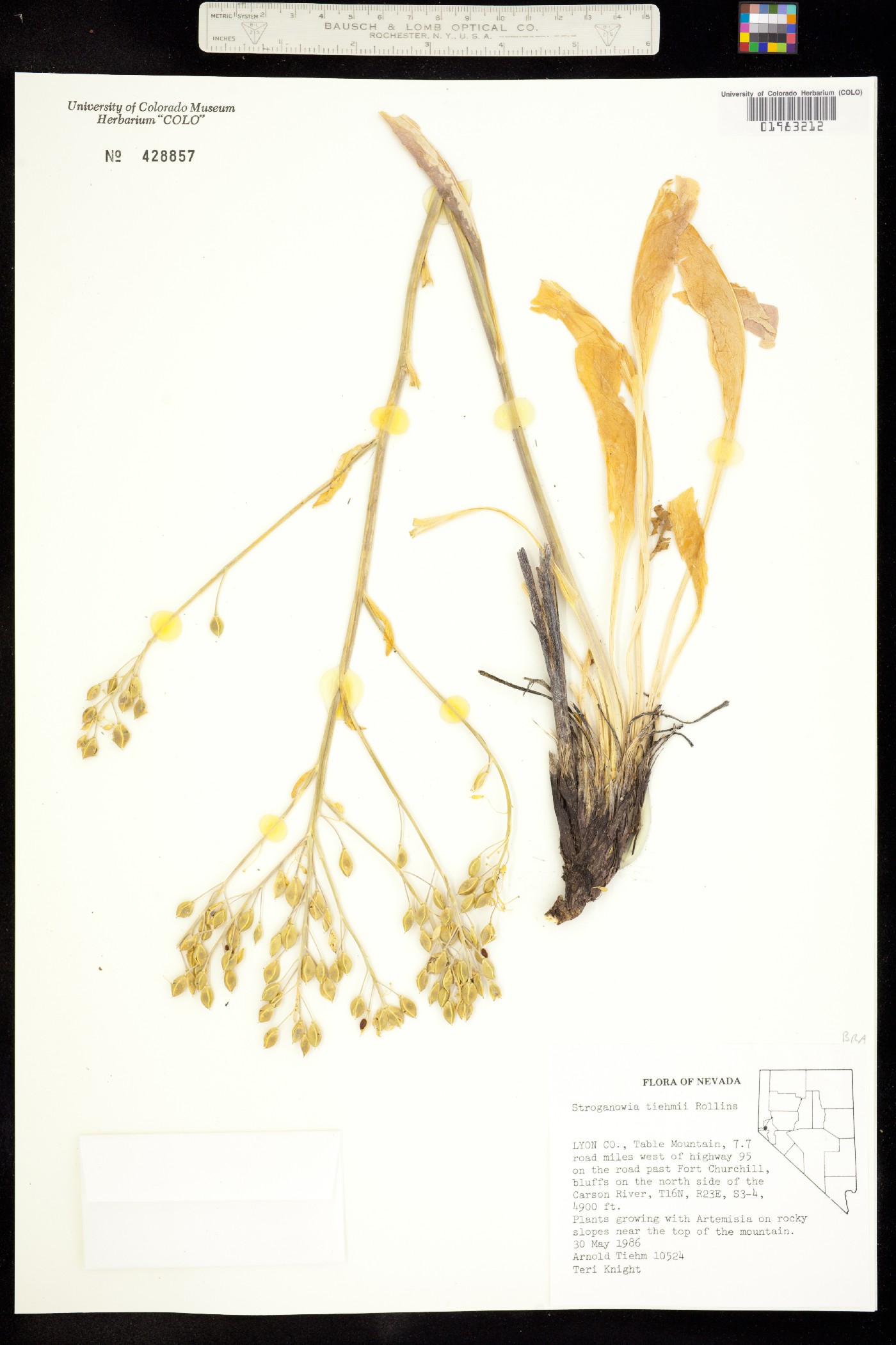 Lepidium tiehmii image