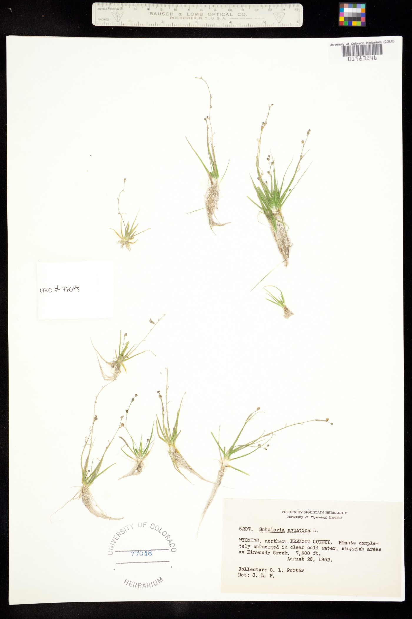 Subularia aquatica image