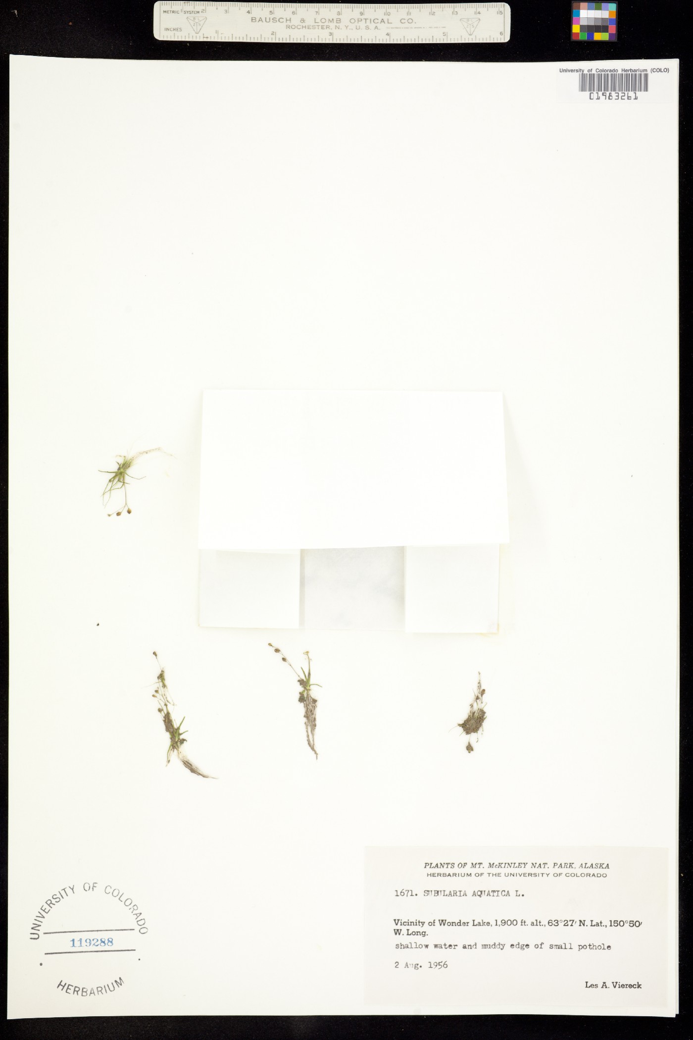 Subularia aquatica image