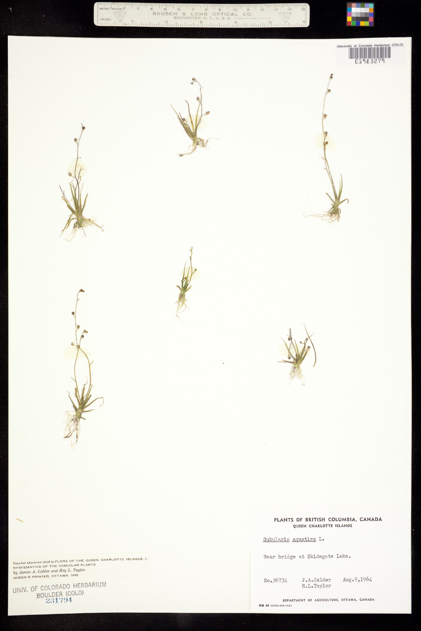 Subularia image