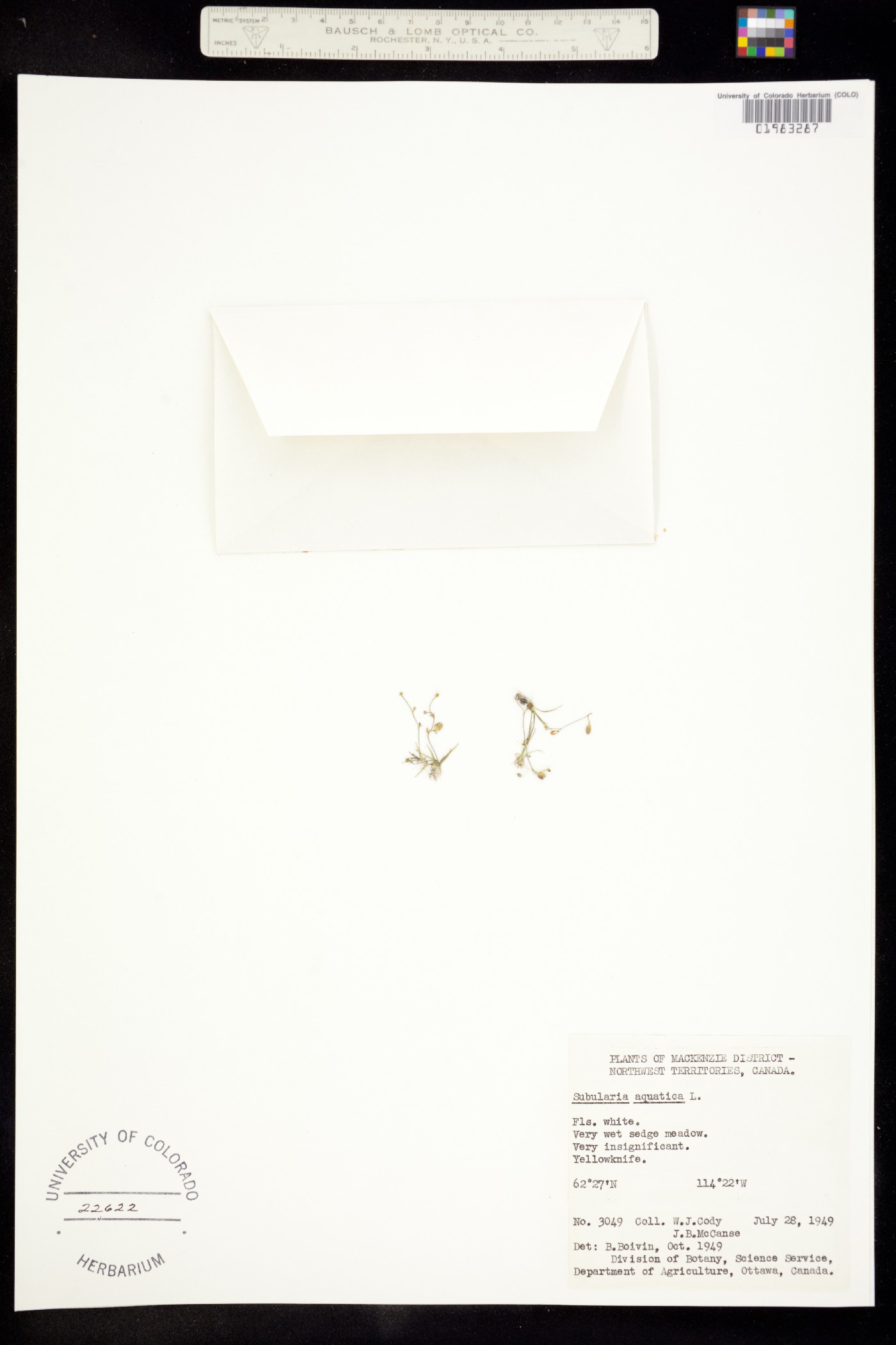 Subularia aquatica image