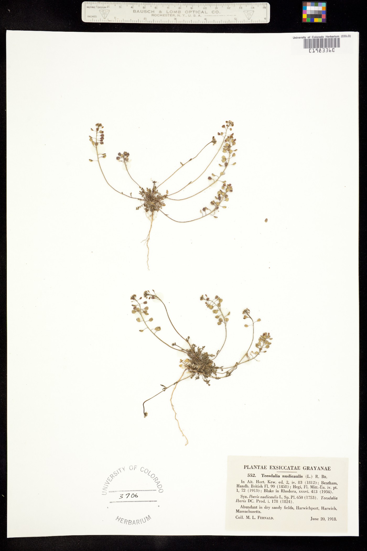 Teesdalia nudicaulis image