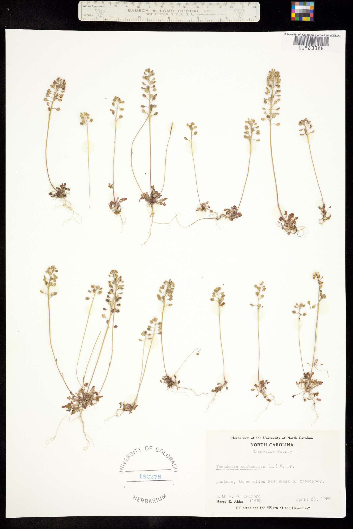 Teesdalia nudicaulis image