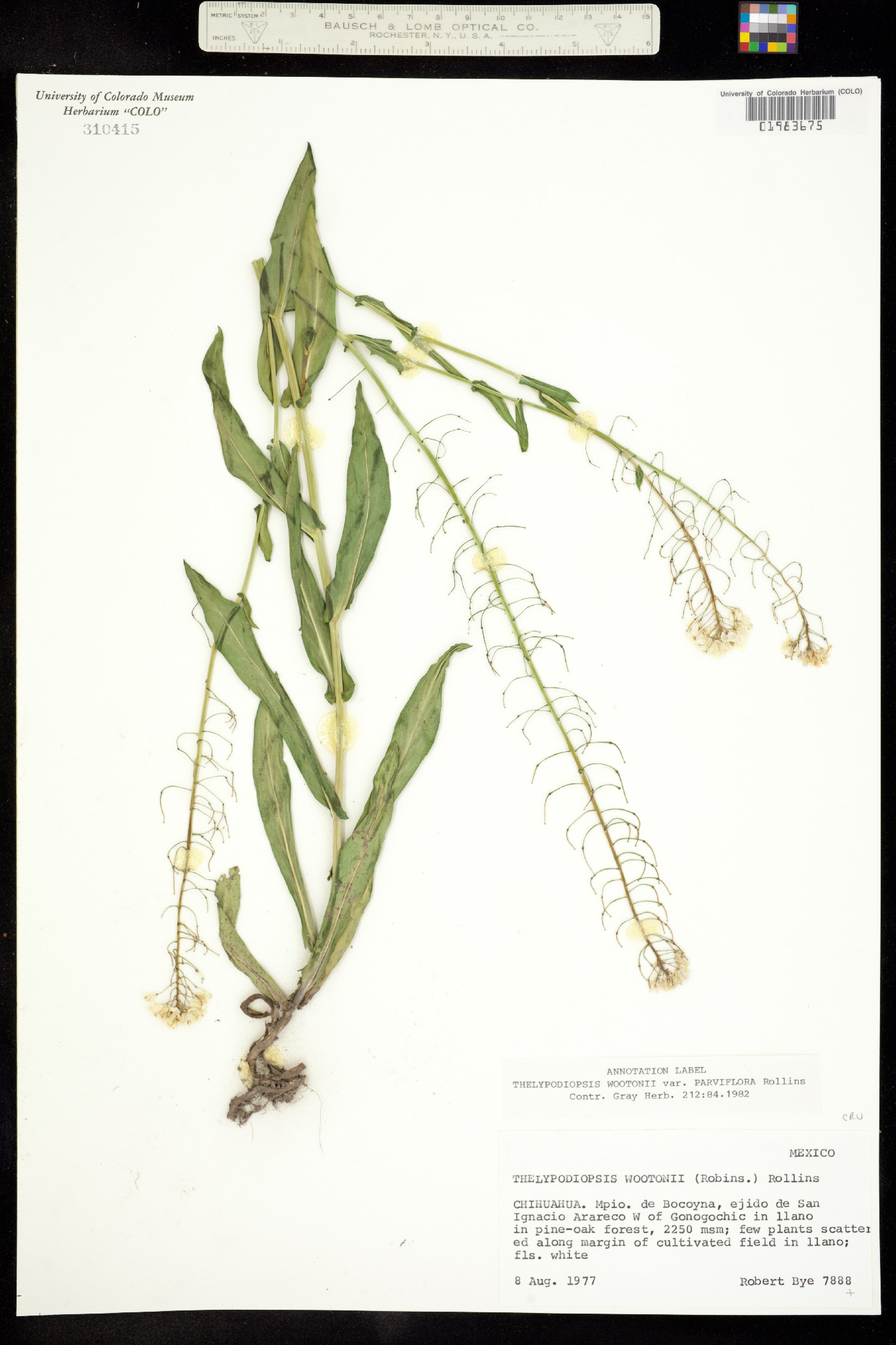 Thelypodiopsis wootonii image