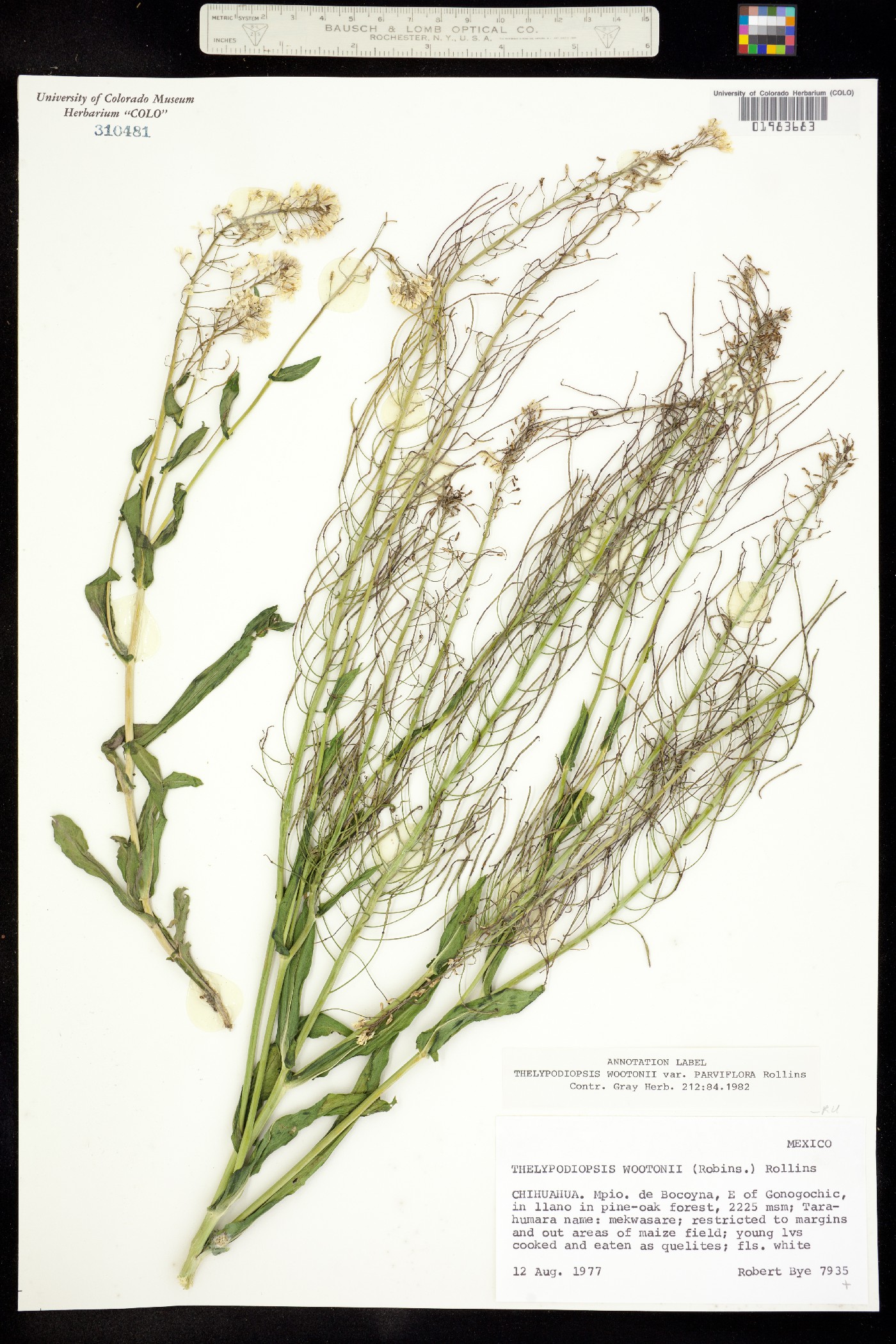 Thelypodiopsis wootonii image