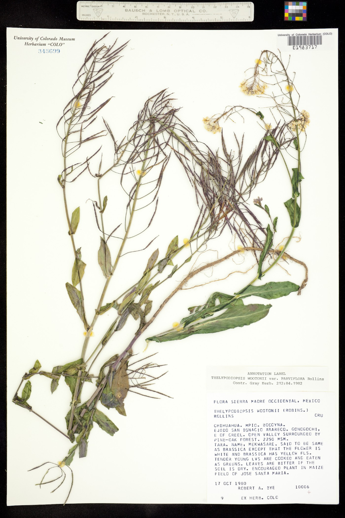Thelypodiopsis wootonii image
