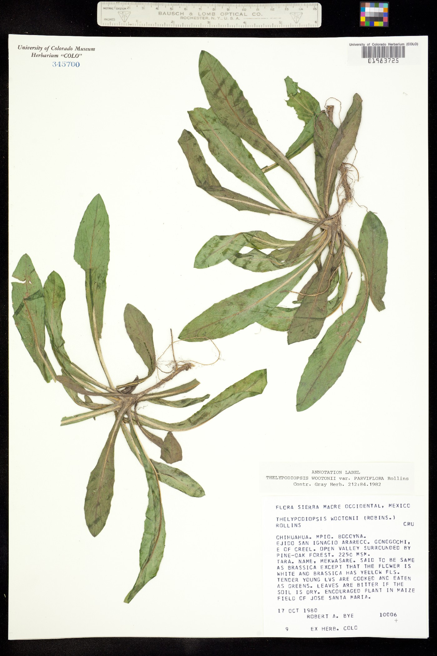 Thelypodiopsis wootonii image