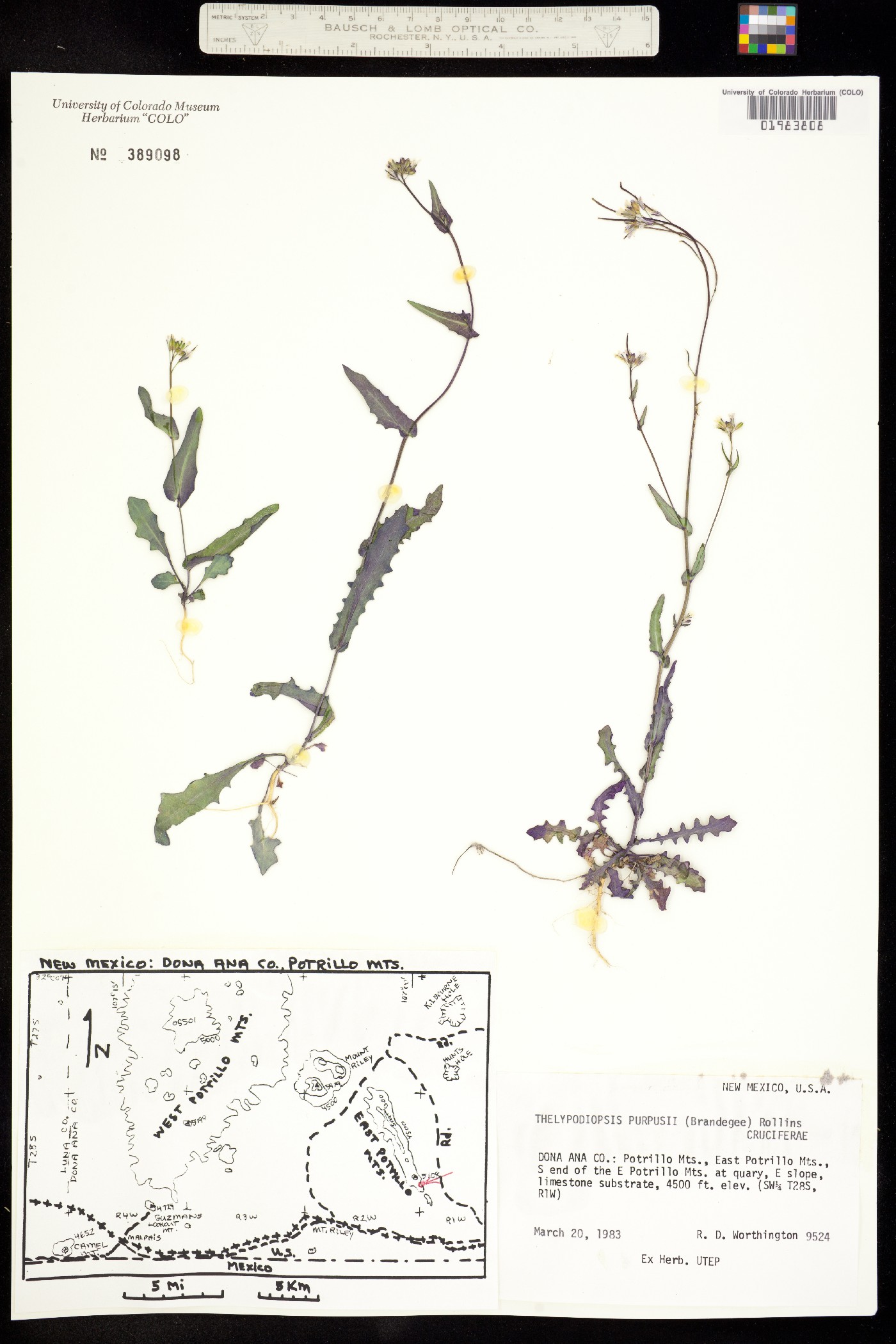 Thelypodiopsis purpusii image