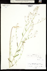 Image of Thelypodiopsis vaseyi