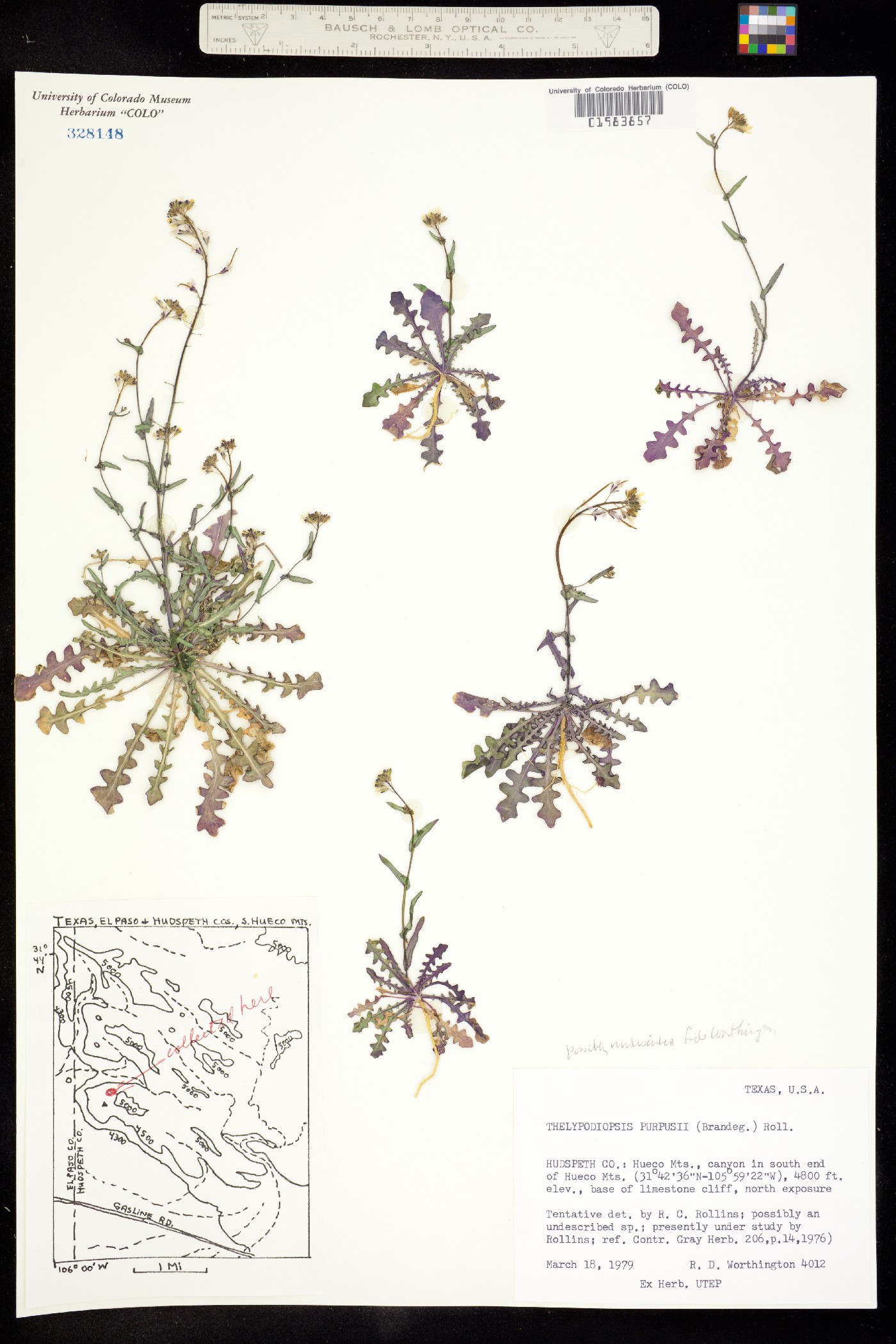 Thelypodiopsis purpusii image