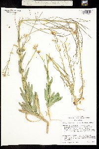 Thelypodiopsis wyomingensis image