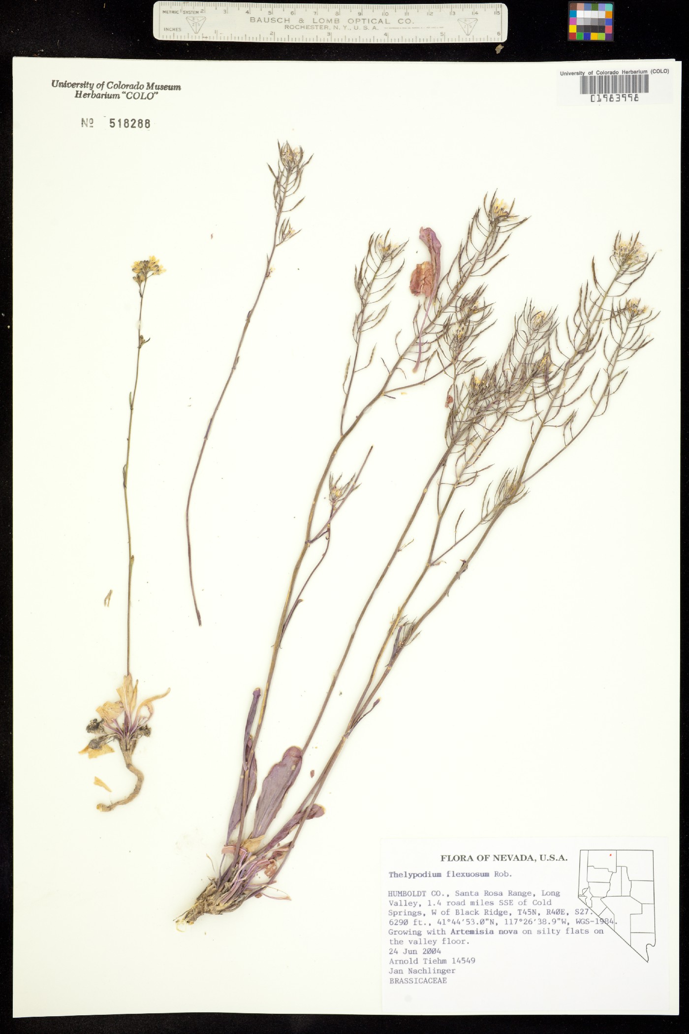 Thelypodium flexuosum image