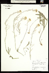 Thelypodium flexuosum image
