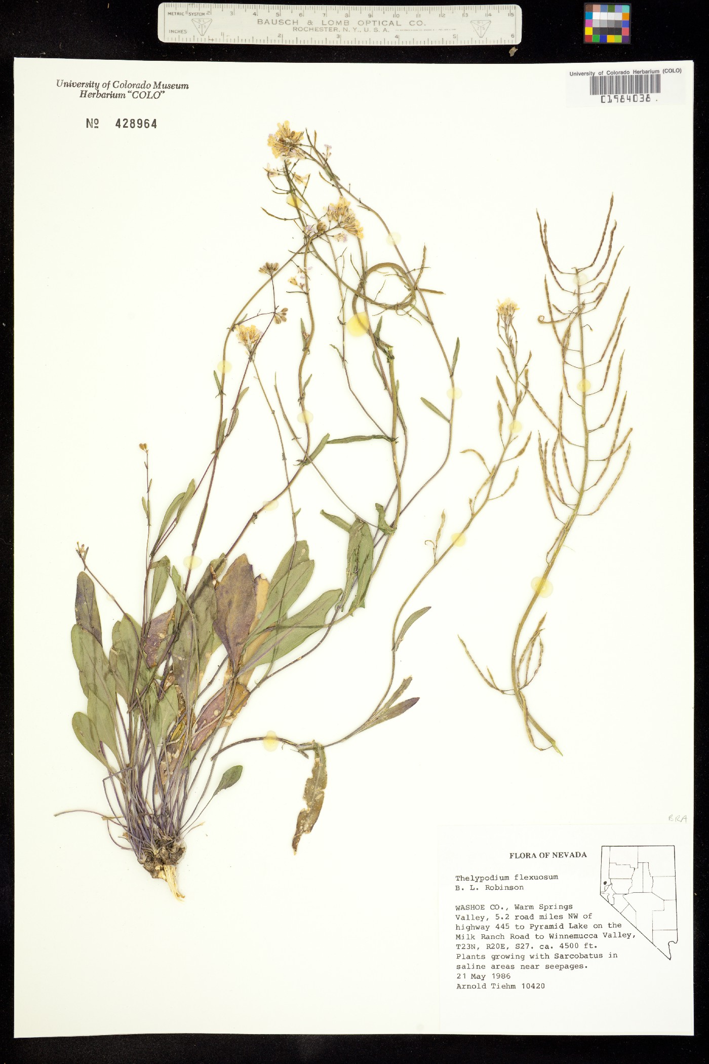 Thelypodium flexuosum image