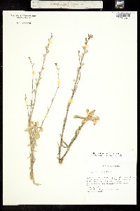 Image of Thelypodium howellii