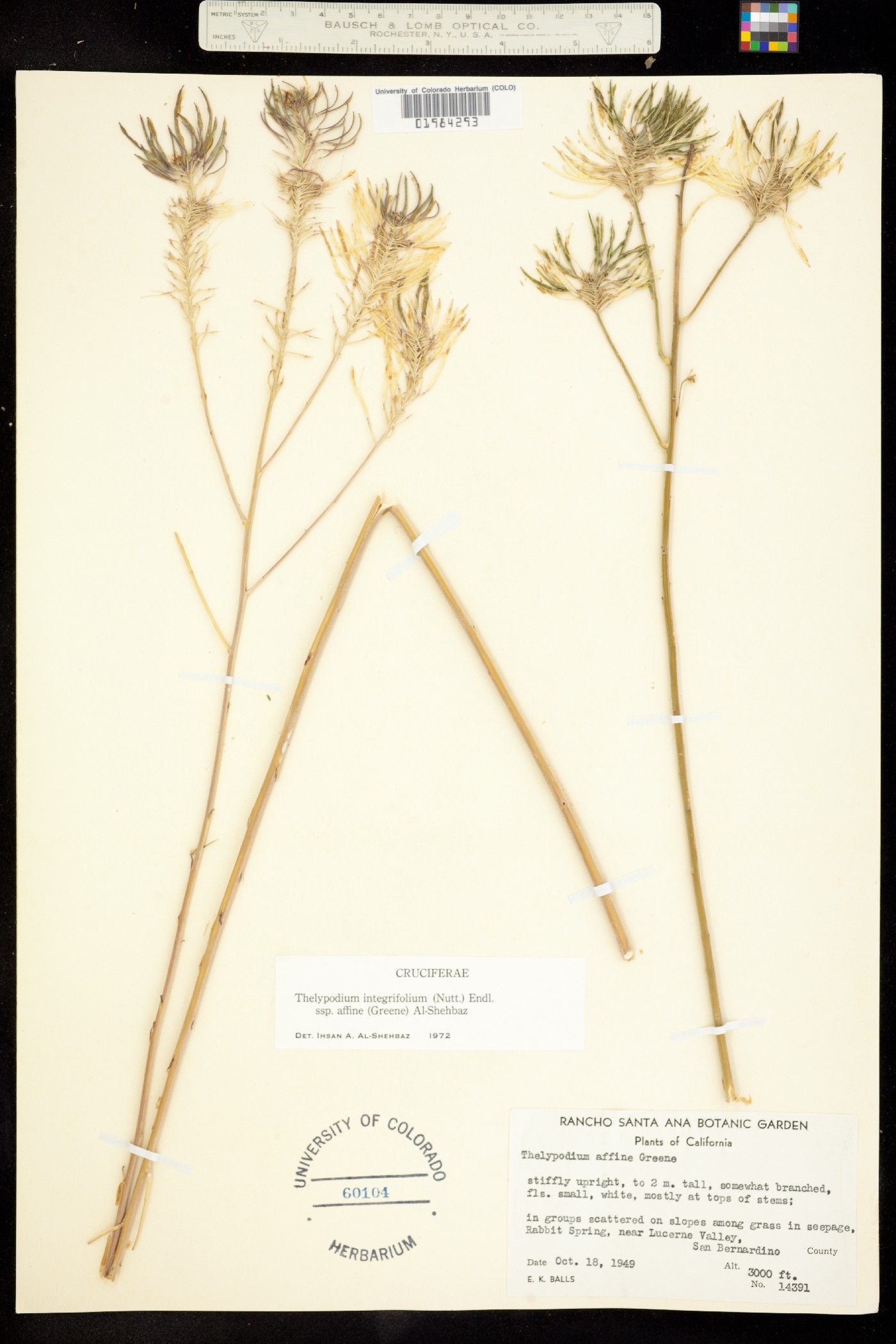 Thelypodium integrifolium image
