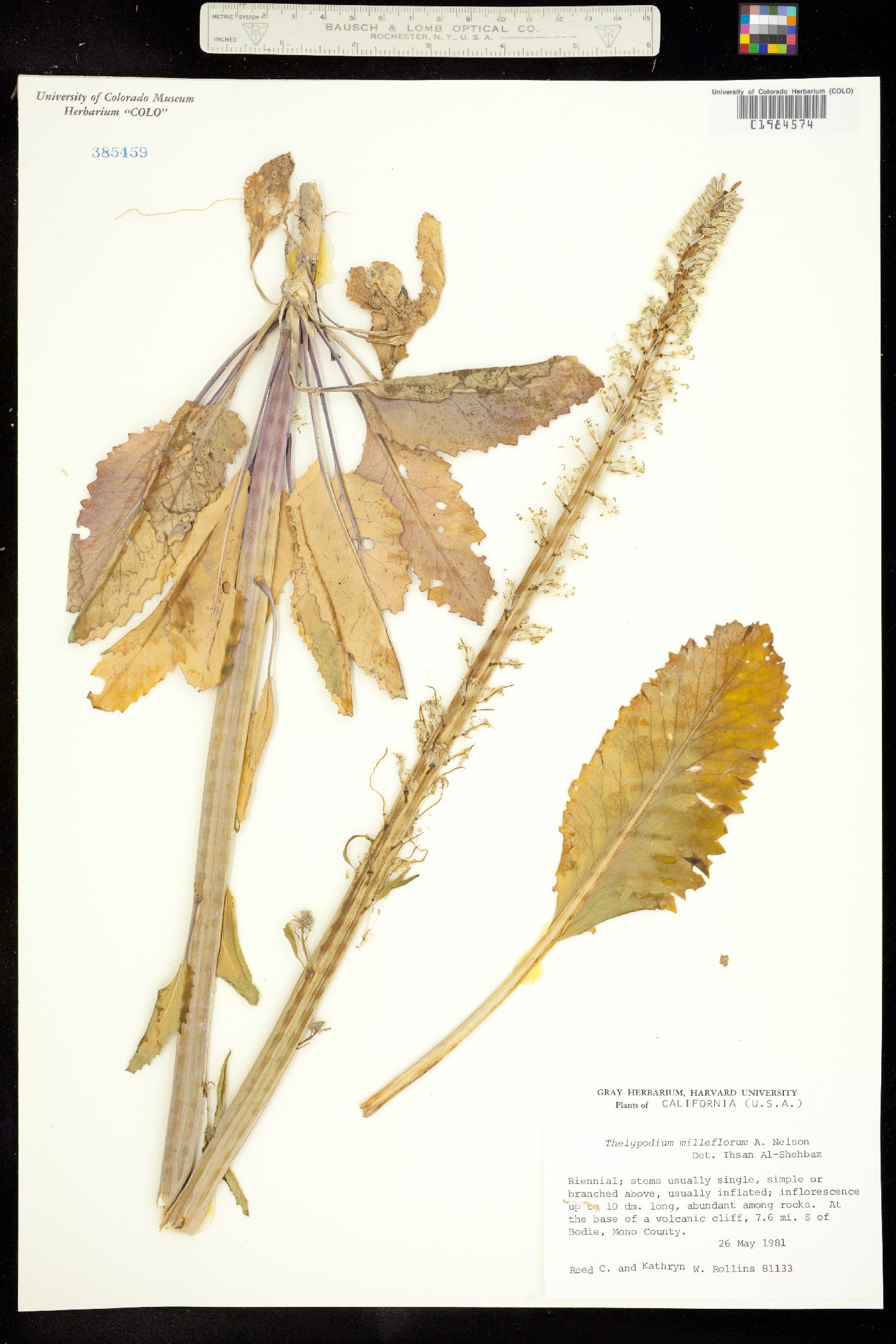 Thelypodium milleflorum image