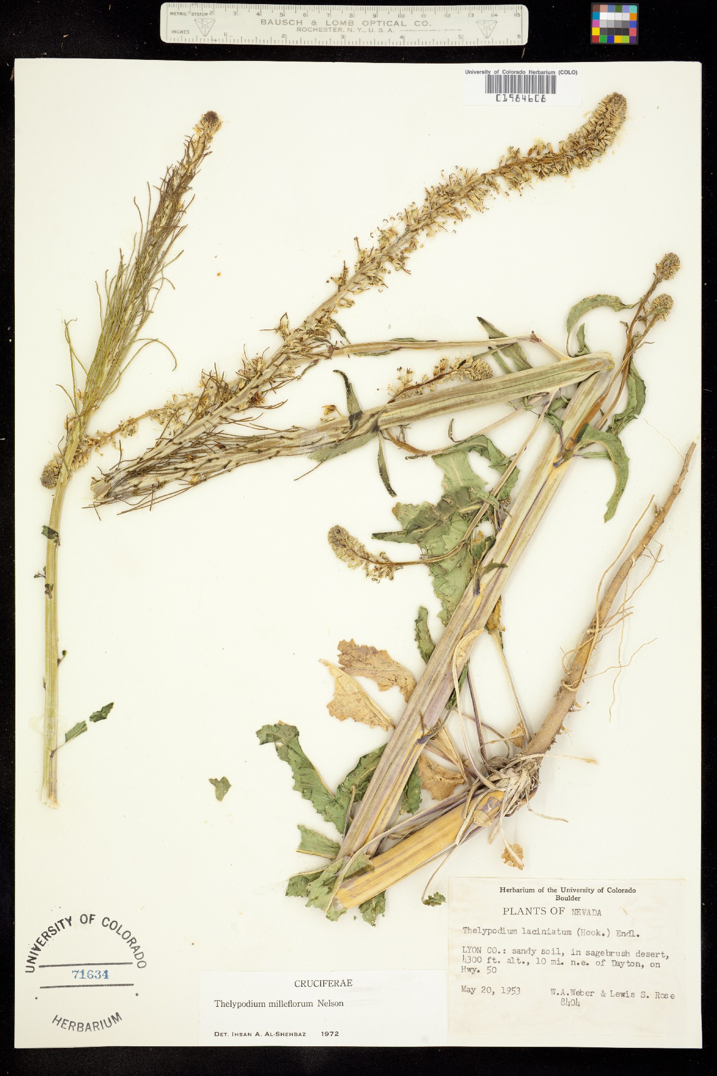 Thelypodium milleflorum image