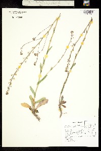 Thelypodium sagittatum image