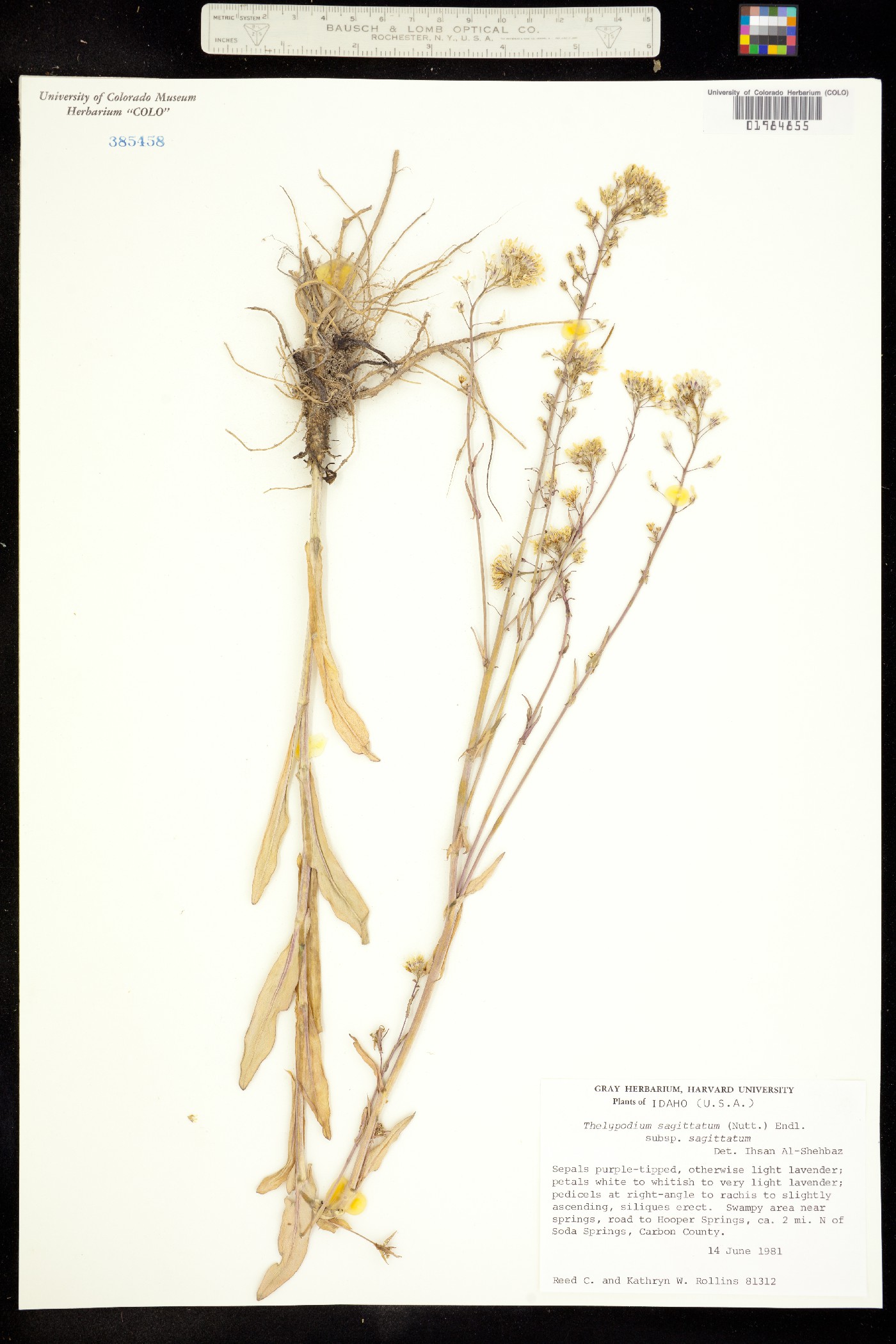 Thelypodium sagittatum image