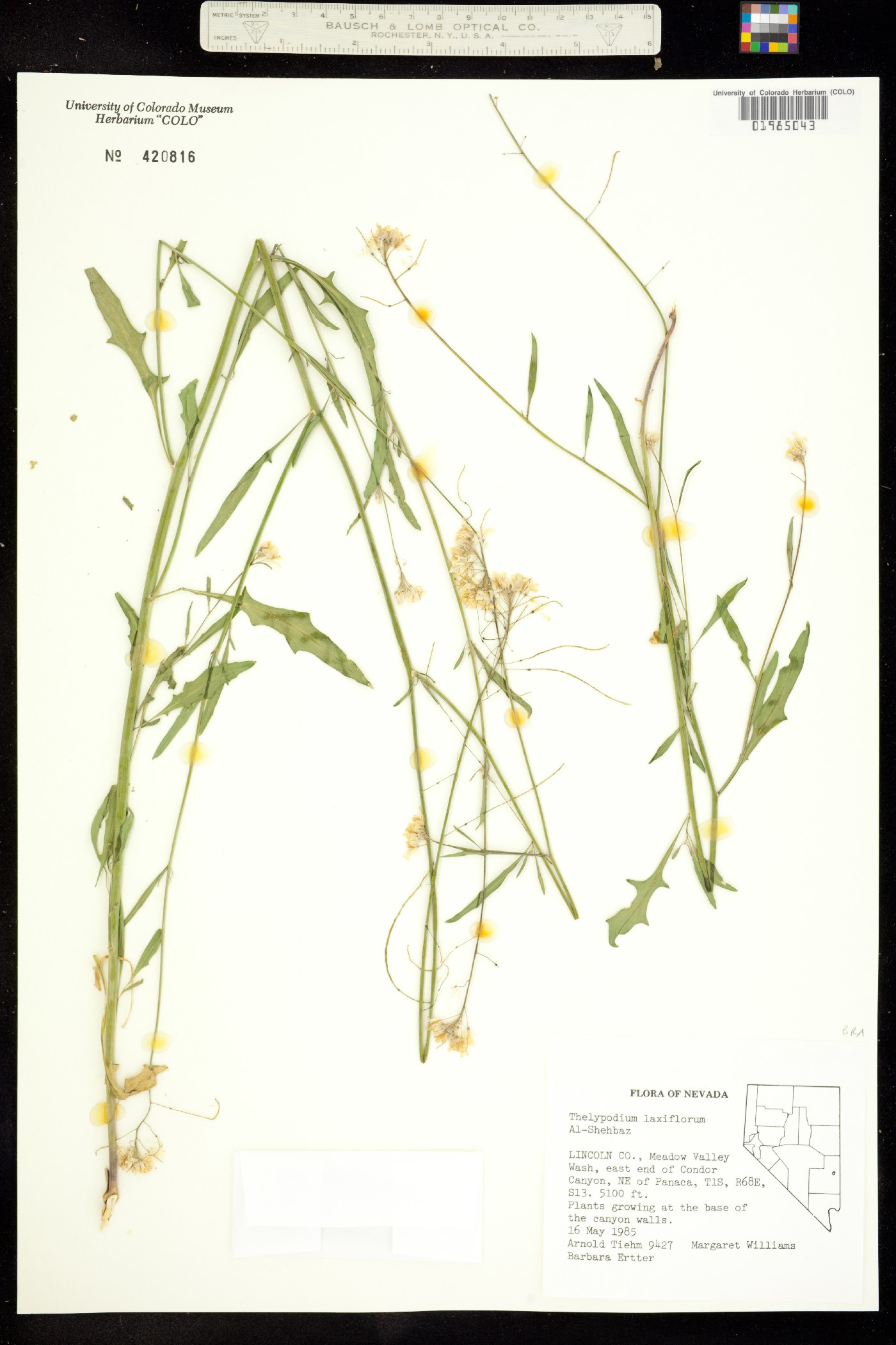 Thelypodium laxiflorum image