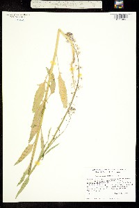 Thelypodium lemmonii image