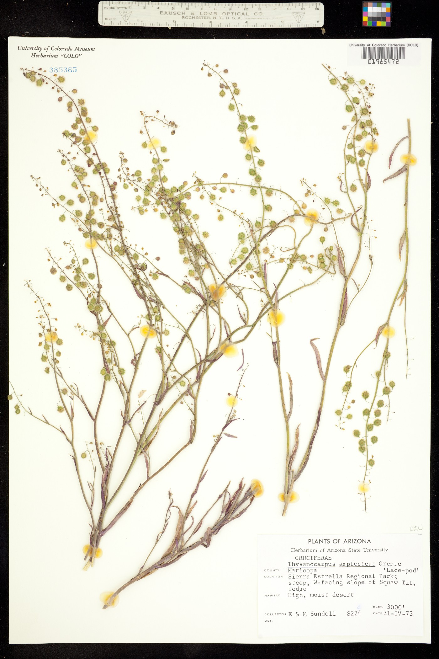 Thysanocarpus curvipes ssp. amplectens image