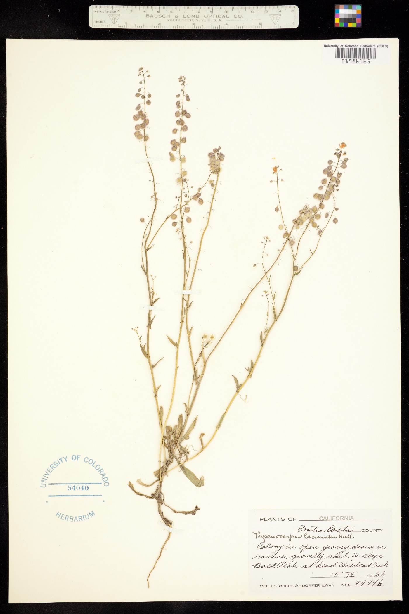 Thysanocarpus laciniatus image