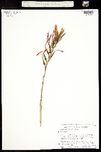 Pitcairnia palmeri image