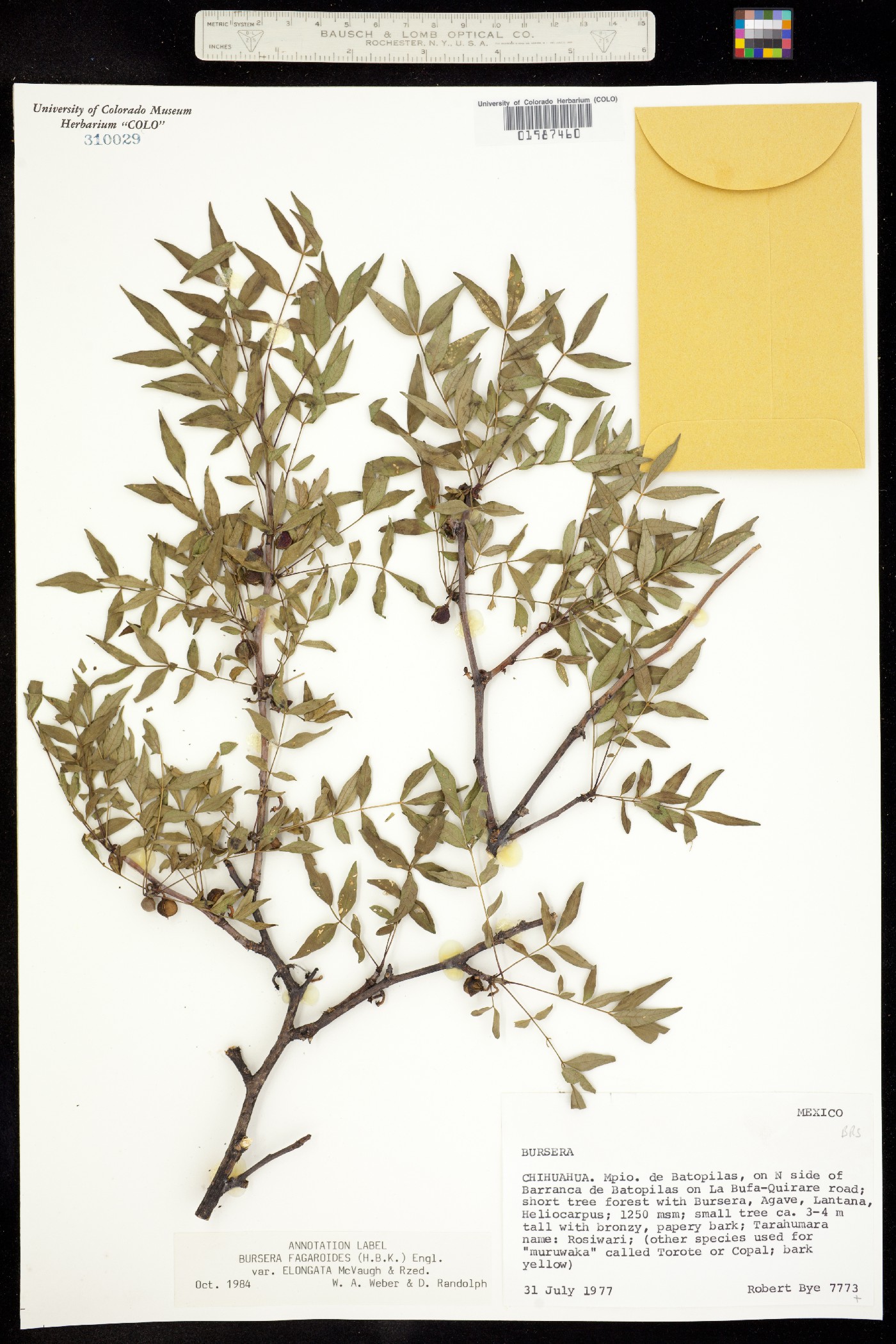Bursera fagaroides image