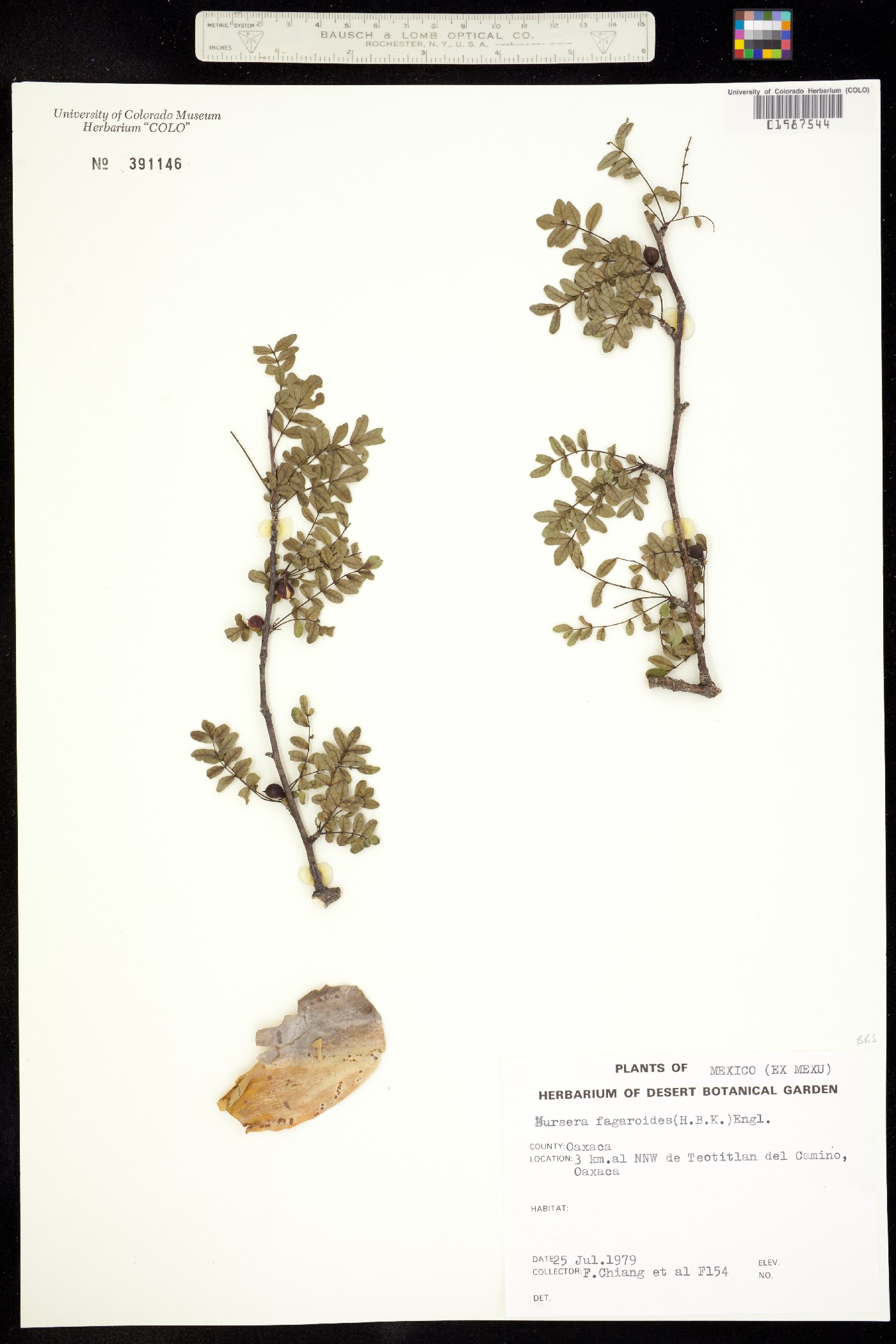 Bursera fagaroides image