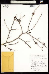 Bursera lancifolia image