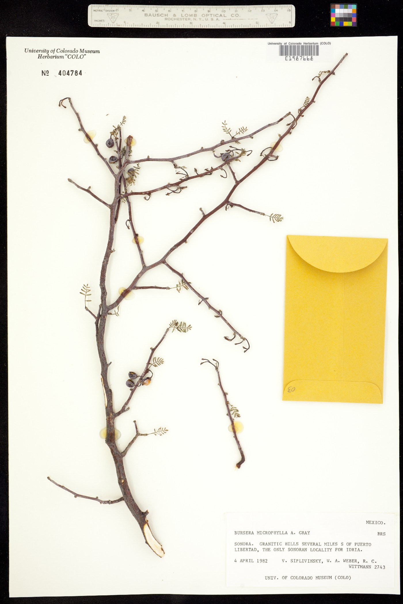 Bursera microphylla image